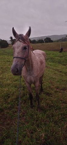 vendo égua de 5/6 anos 2 cria prenha 