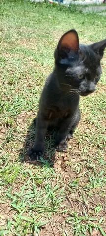 Doa-se 2 gatinhas fofas e abençoadas - Foto 2