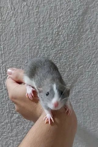 Ratos twster e camundongos, vivos e abatidos  - Foto 2