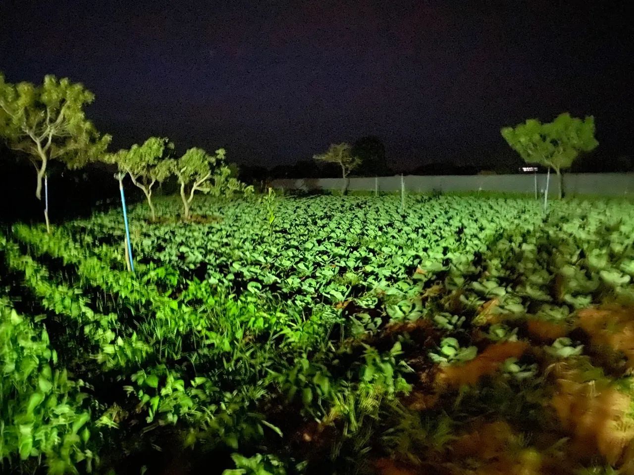 Excelente chácara 3,24 hect. c/ estrutura e formada para plantação! Direto c/ proprietário - Foto 9