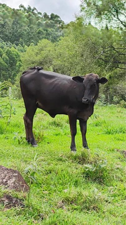 Bezerro Preto - Foto 3
