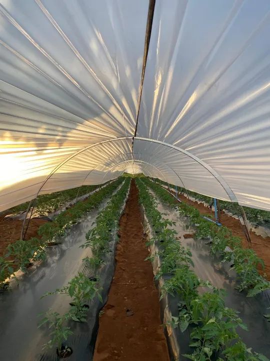 Excelente chácara 3,24 hect. c/ estrutura e formada para plantação! Direto c/ proprietário - Foto 7