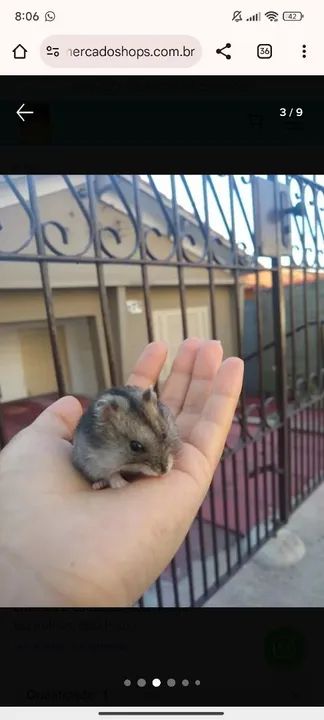 Hamster russo anão (esquilo). - Foto 5