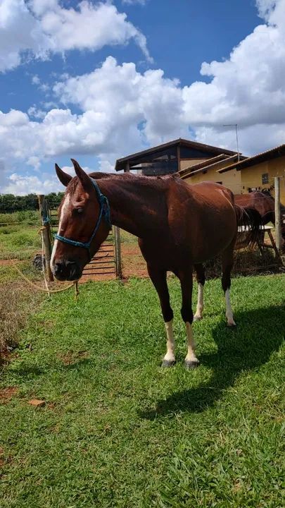 Égua treinada para salto - Foto 5