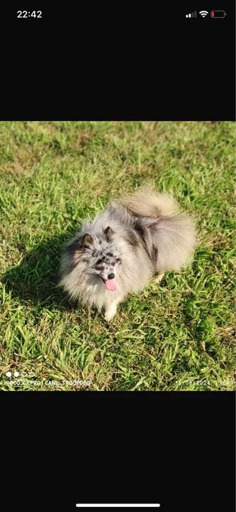 Filhote de Spitz Alemão ( Lulu da Pomeranea)  - Foto 6