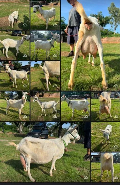 Cabras SAANEN em lactação é um Bode - Foto 5
