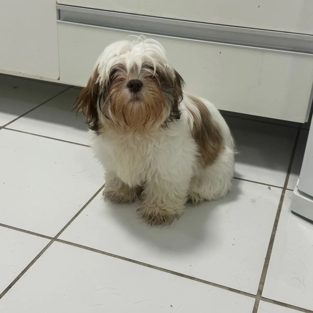 Doa-se cadela shitzu - 05 meses - Foto 3