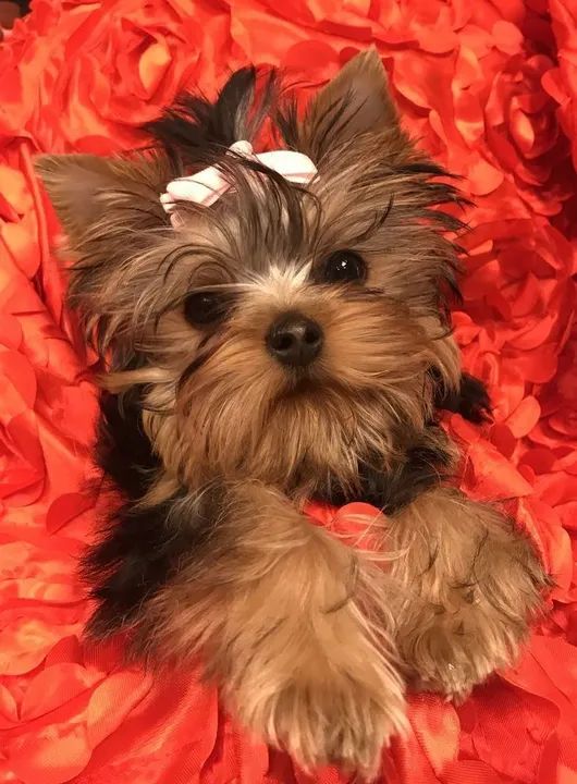 Yorkshire genética exemplar 