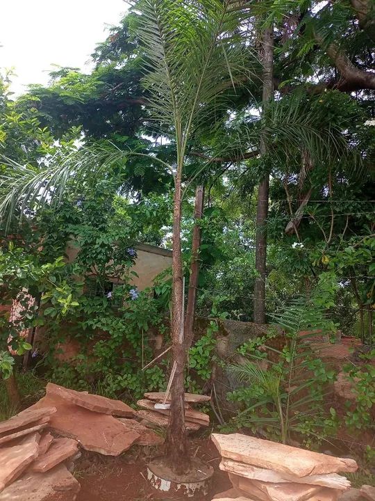 Mudas de guariroba gairoba