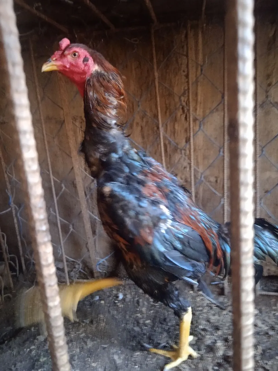 Galo