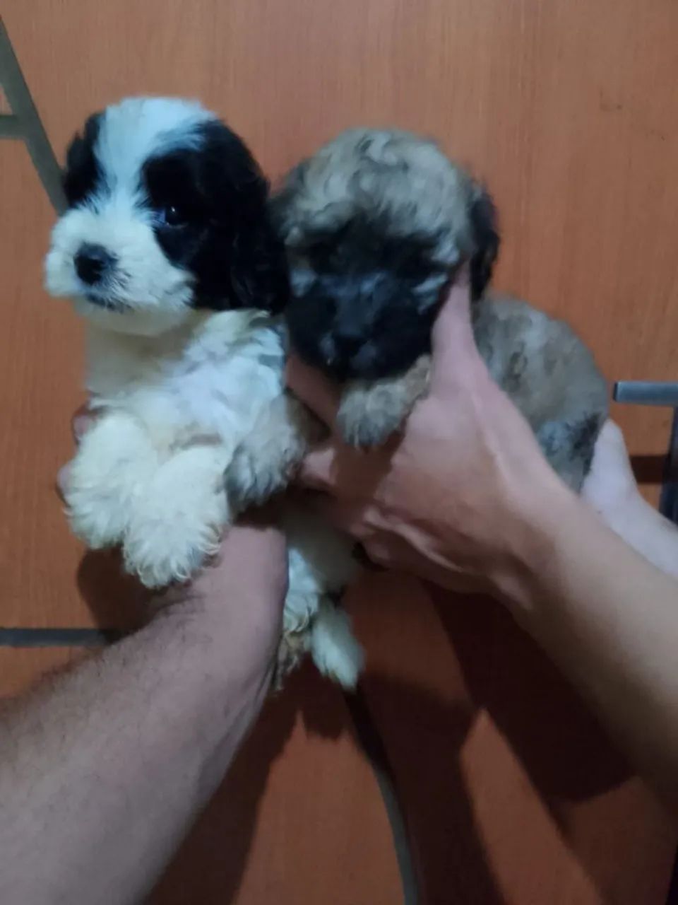 Filhotes de Poodle toy  machos com 2 meses valor 600 reais cada filhote. 