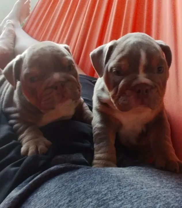 Bulldog inglês - Foto 3