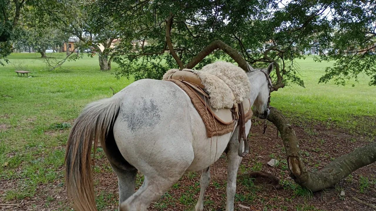 Égua tordilha para venda - Foto 3