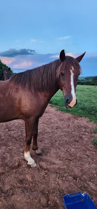 Cavalo manso