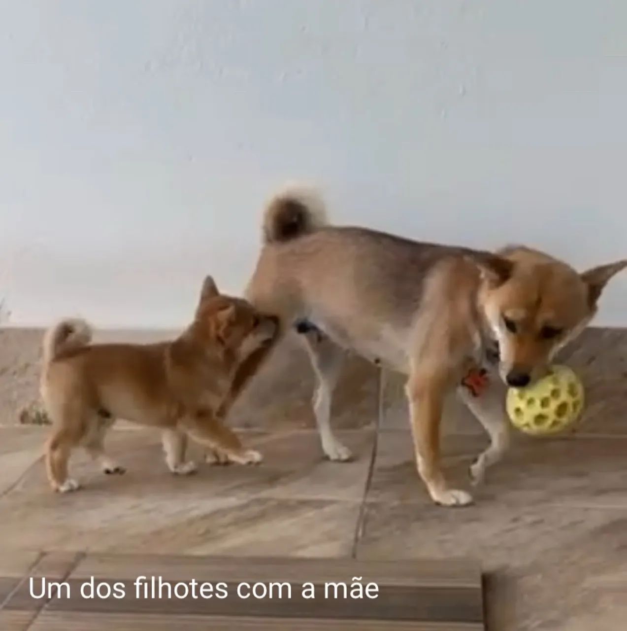 2 filhotes machos de Shiba Inu de pelagem vermelha! - Foto 5