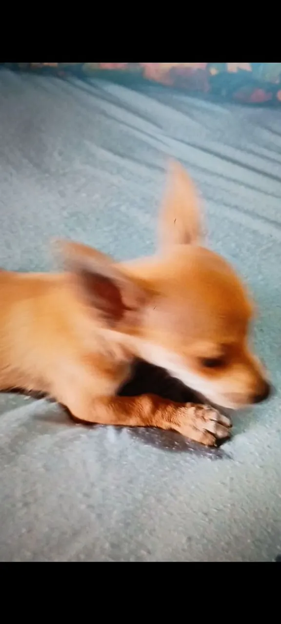 Filhote de Pinscher