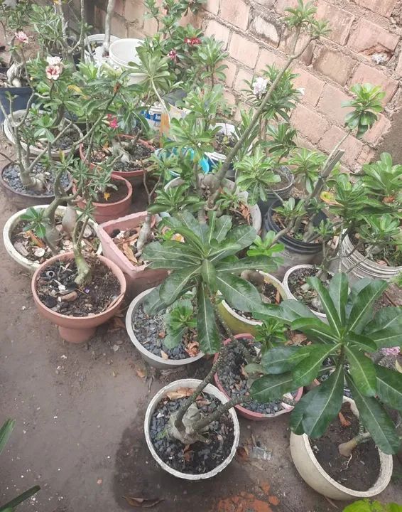 Plantas de Adenium obesum - Flores de Deserto