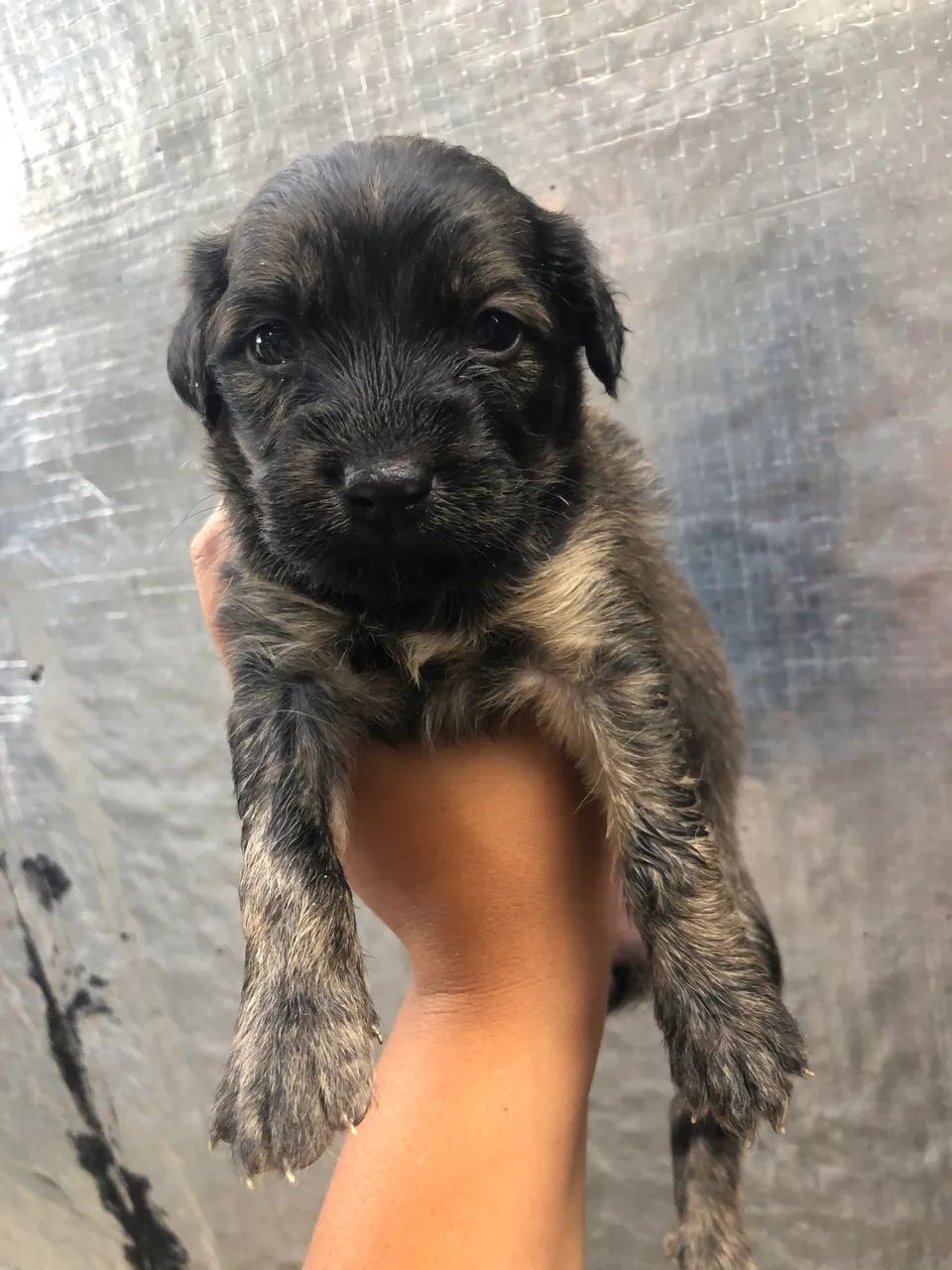 Cachorros em Sergipe, SE