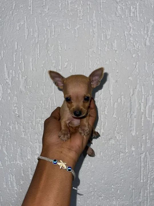 Pinscher zerinho filhotes bem pequenos 