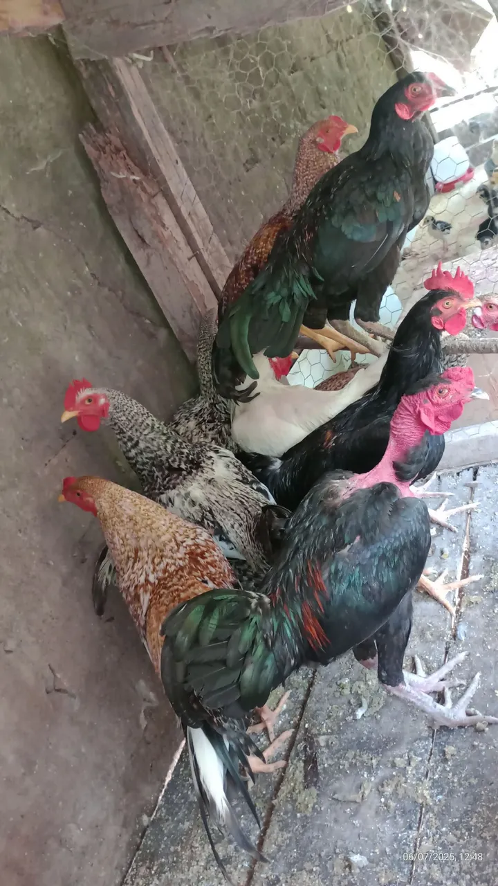 Frango caipira.
