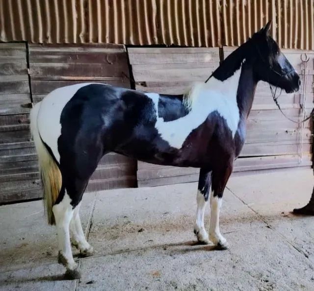 Égua Crioula Tobiana Registrada