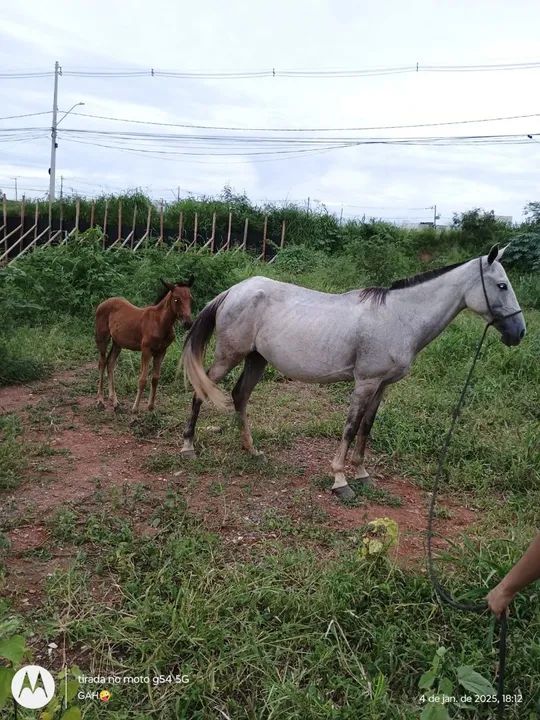 Égua parida com potro no pé  - Foto 2