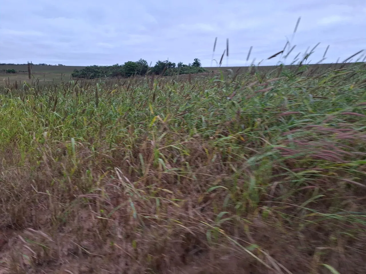 Fazenda de arrendamento 700hrc em santa Rita do trivelato