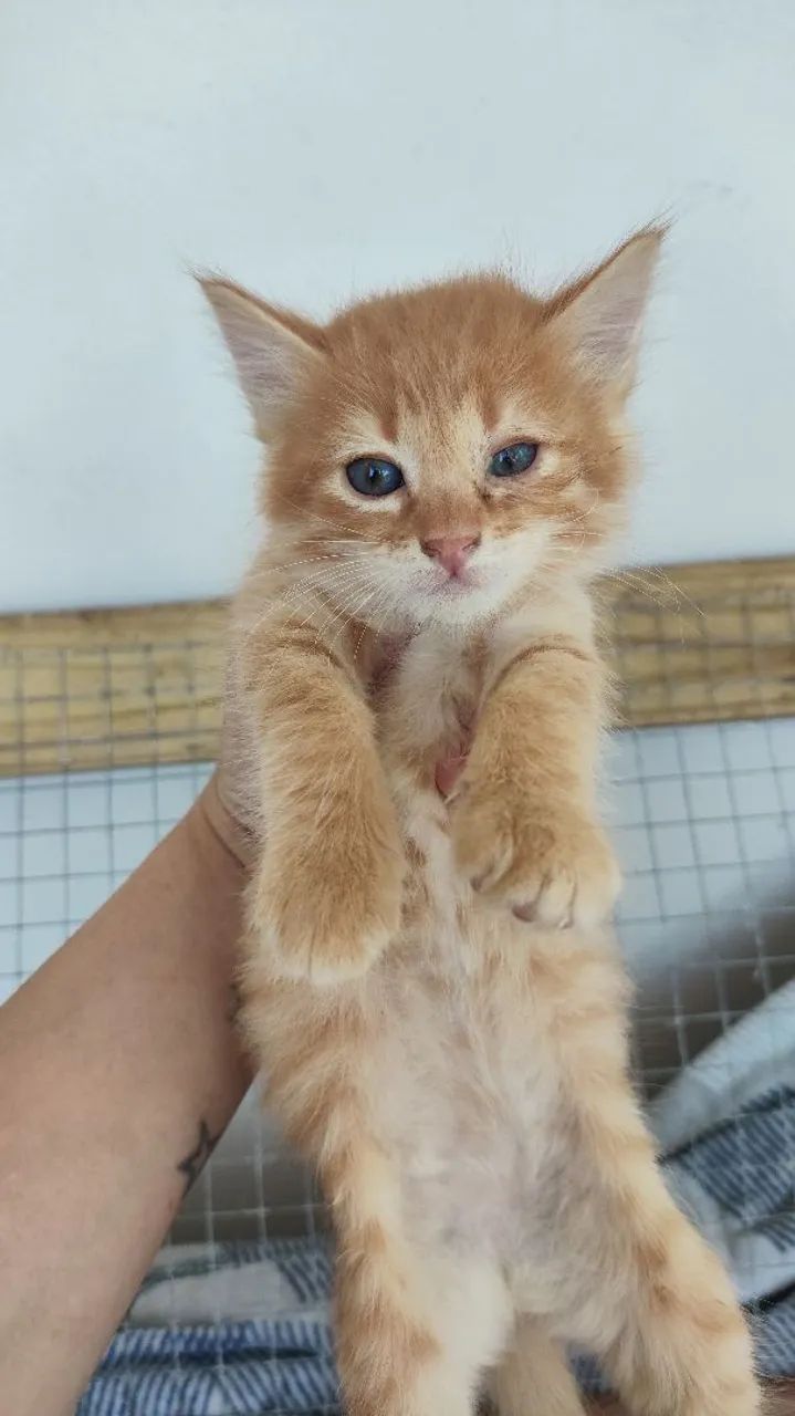 Kitten Donation64842118127873121