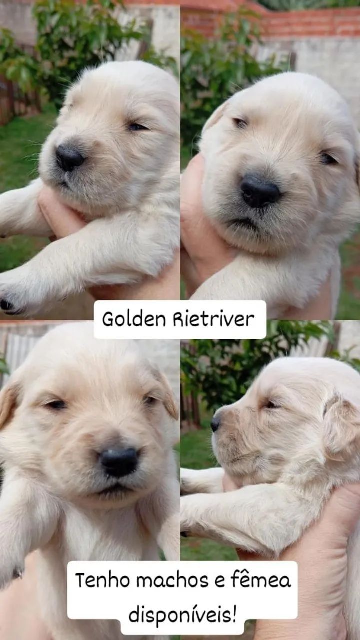 Filhote Golden Retriever - Foto 2