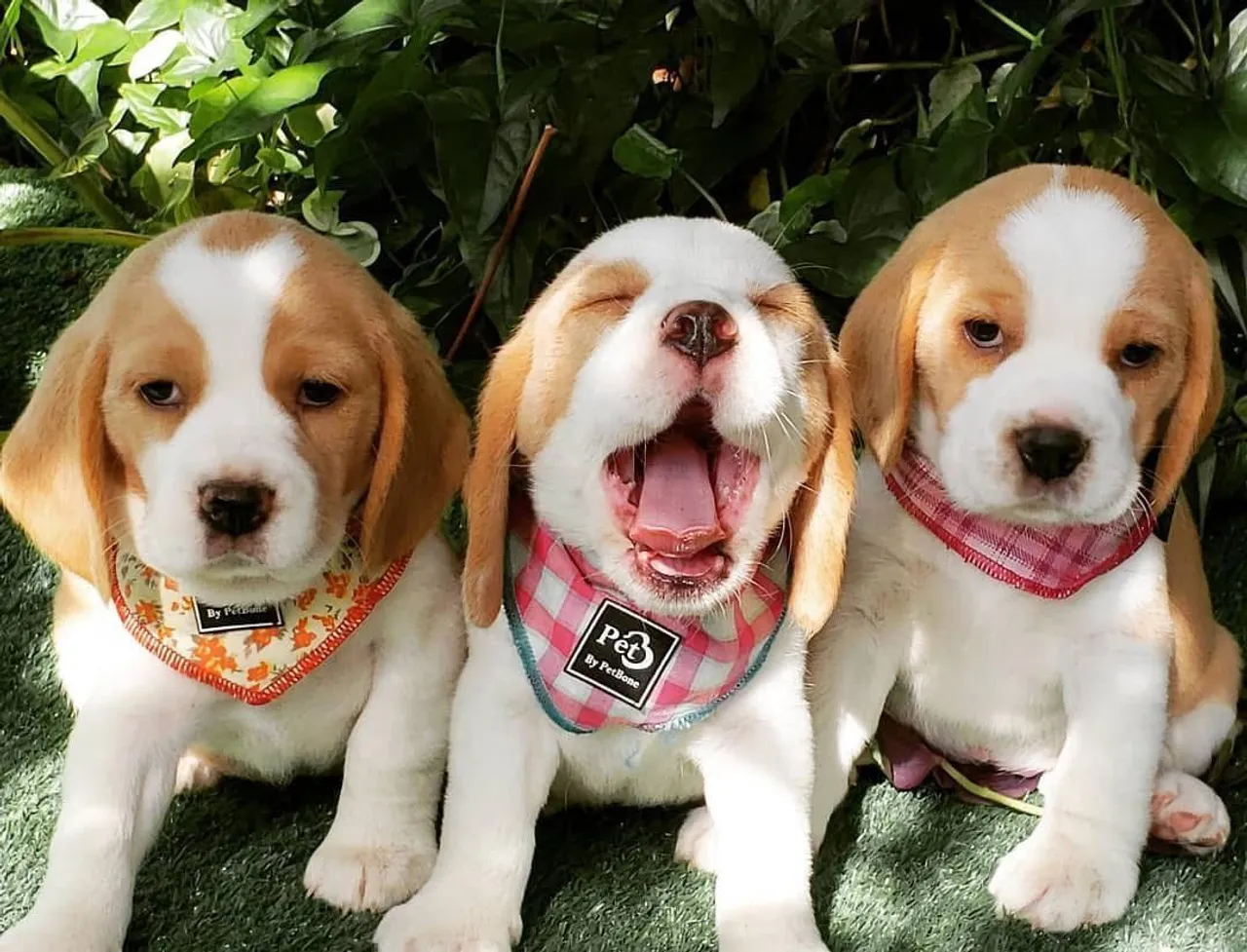 Filhotes de Beagle - Lindos e Adoráveis!