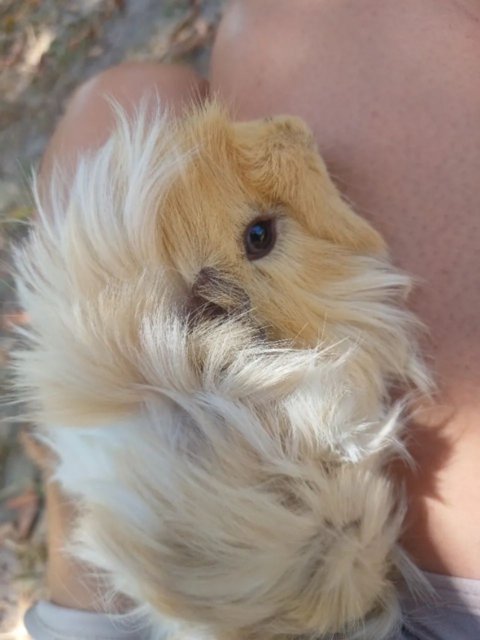 Casal porquinho peruano