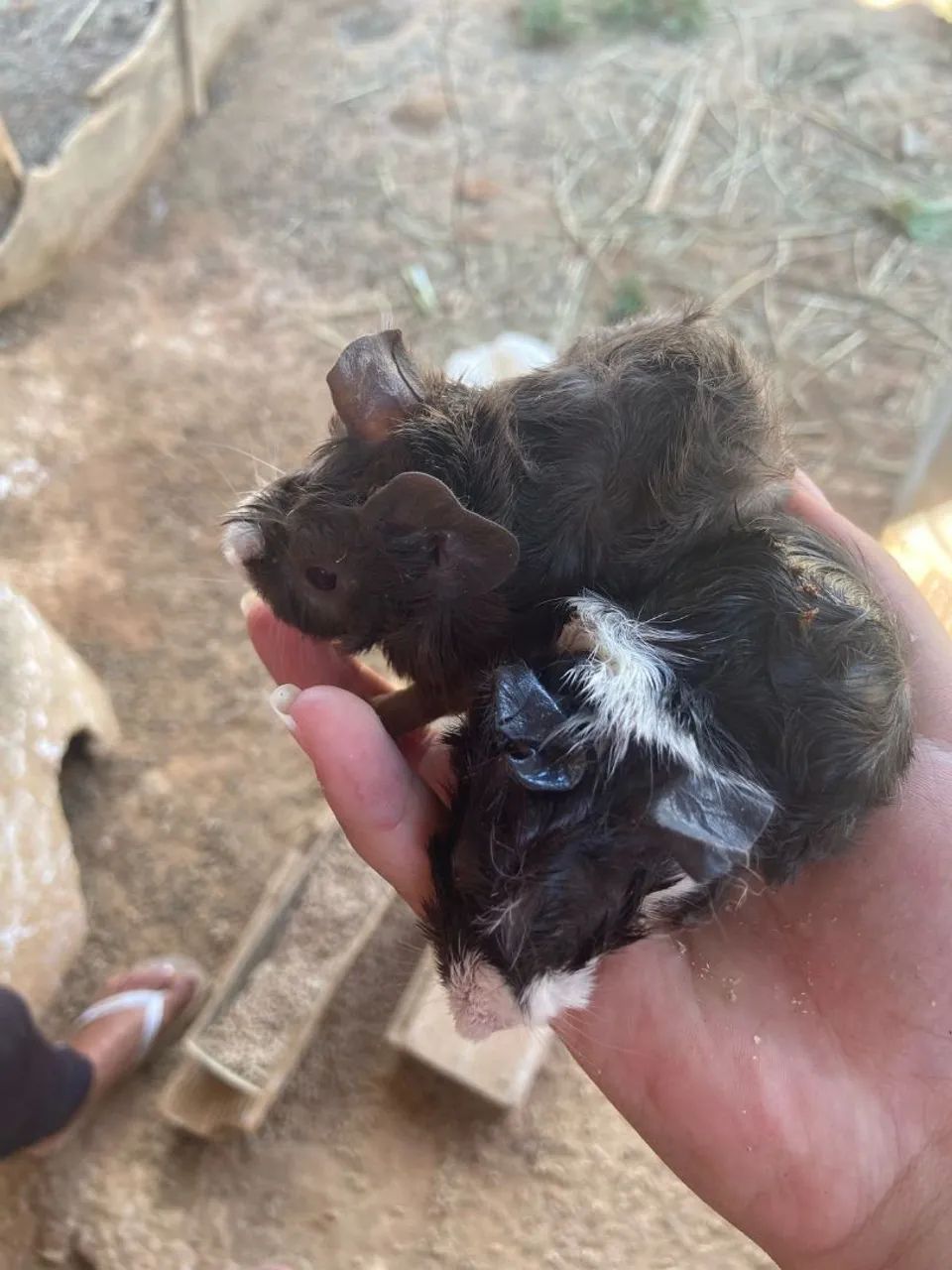 Cinco filhotes de porquinhos da índia fofinhos disponíveis