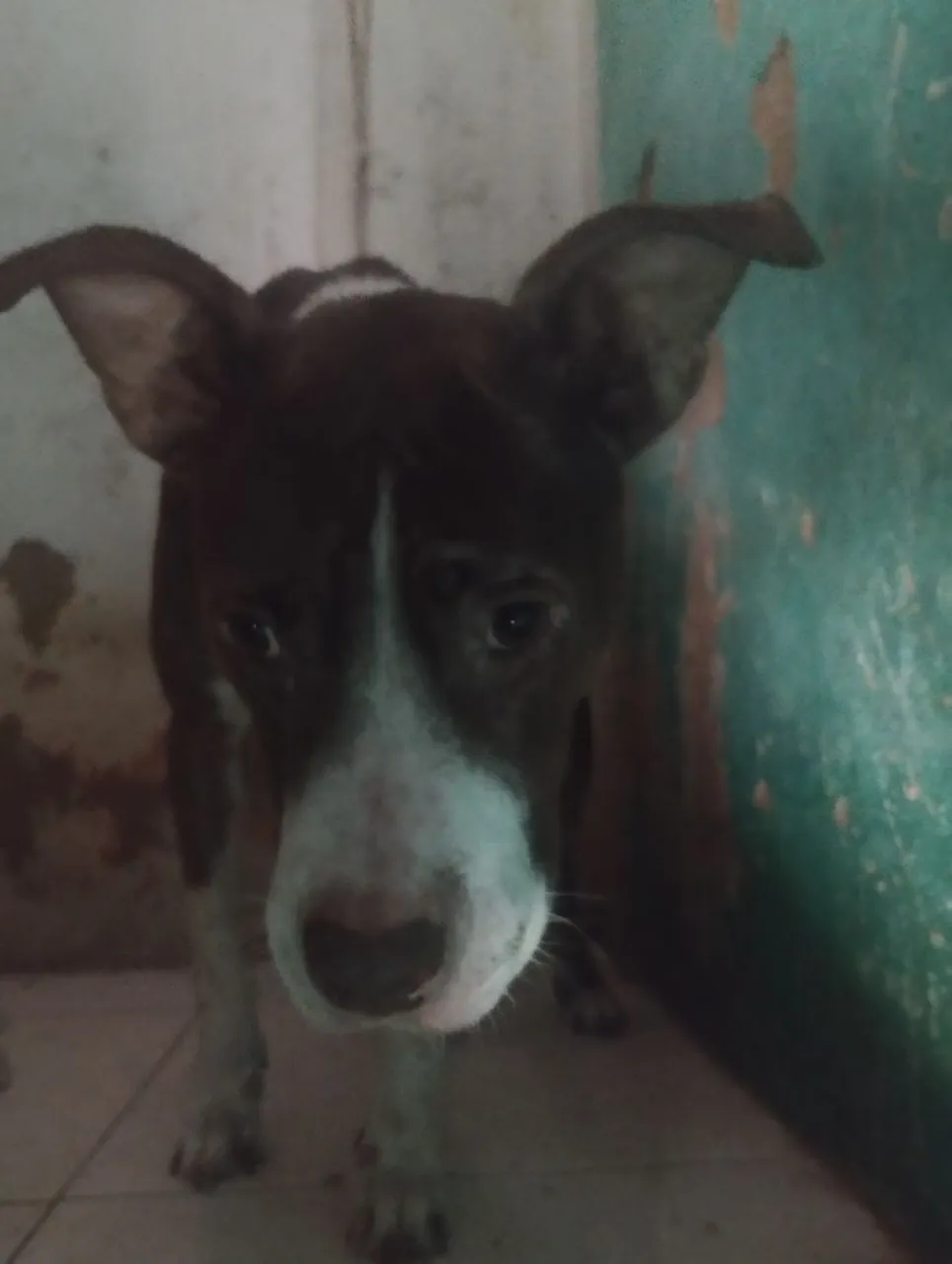 Pitbull para Adoção