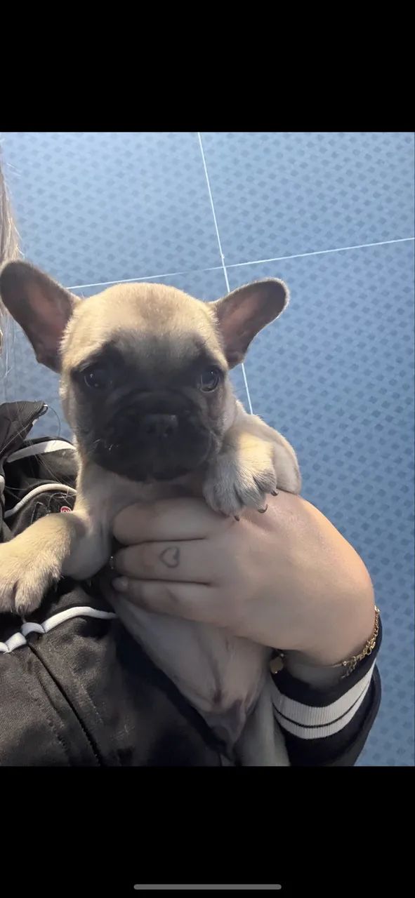 Filhotes buldogue francês  - Foto 2