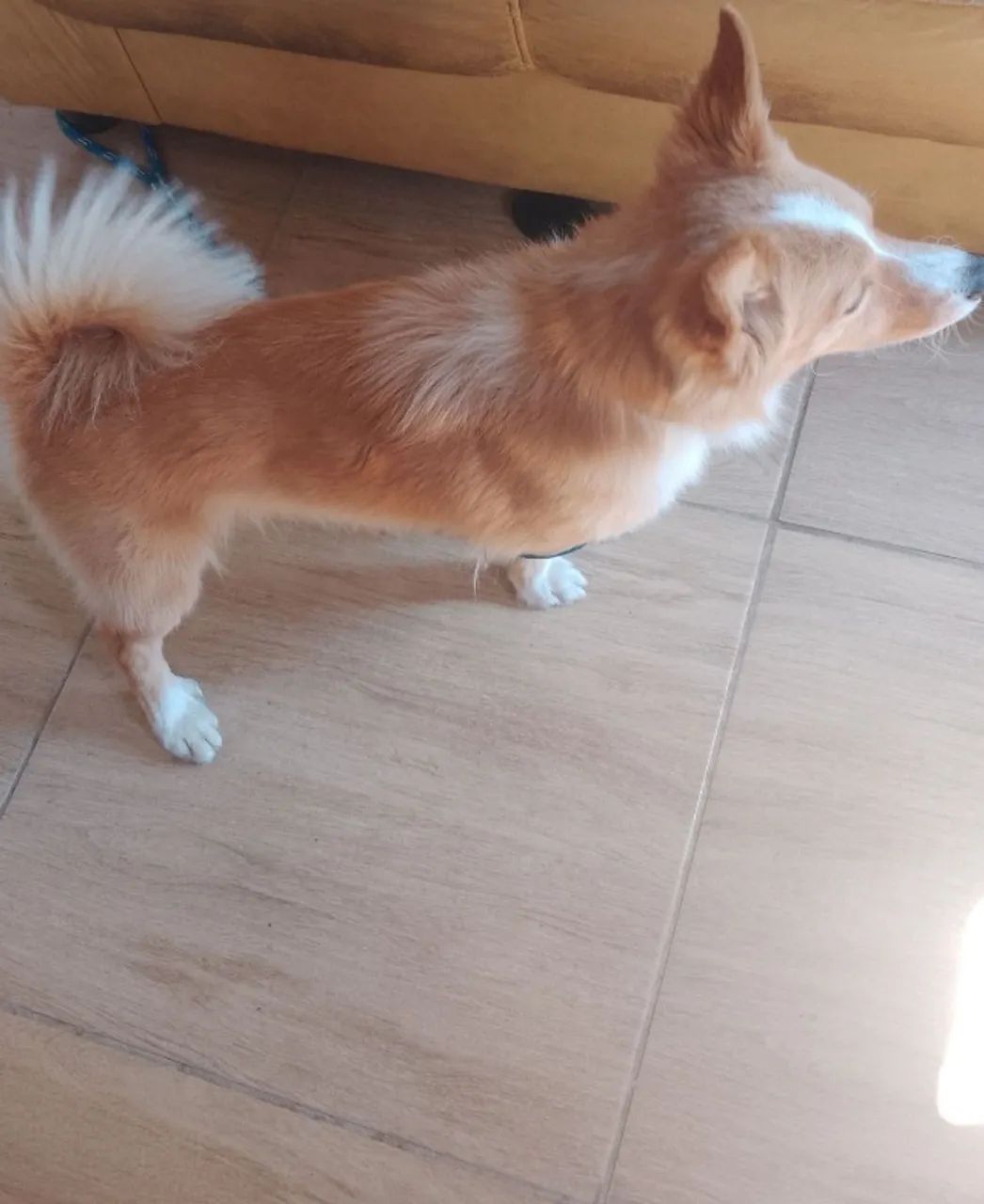 Cachorro fofinho  - Foto 2