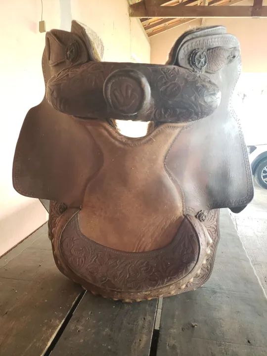 Sela americana  - Foto 5