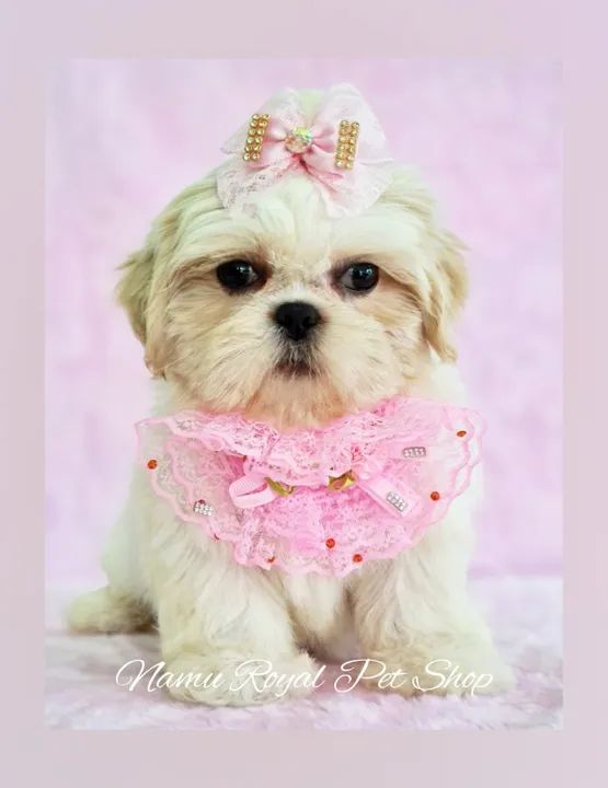 Shihtzu filhote fêmea  - Foto 2