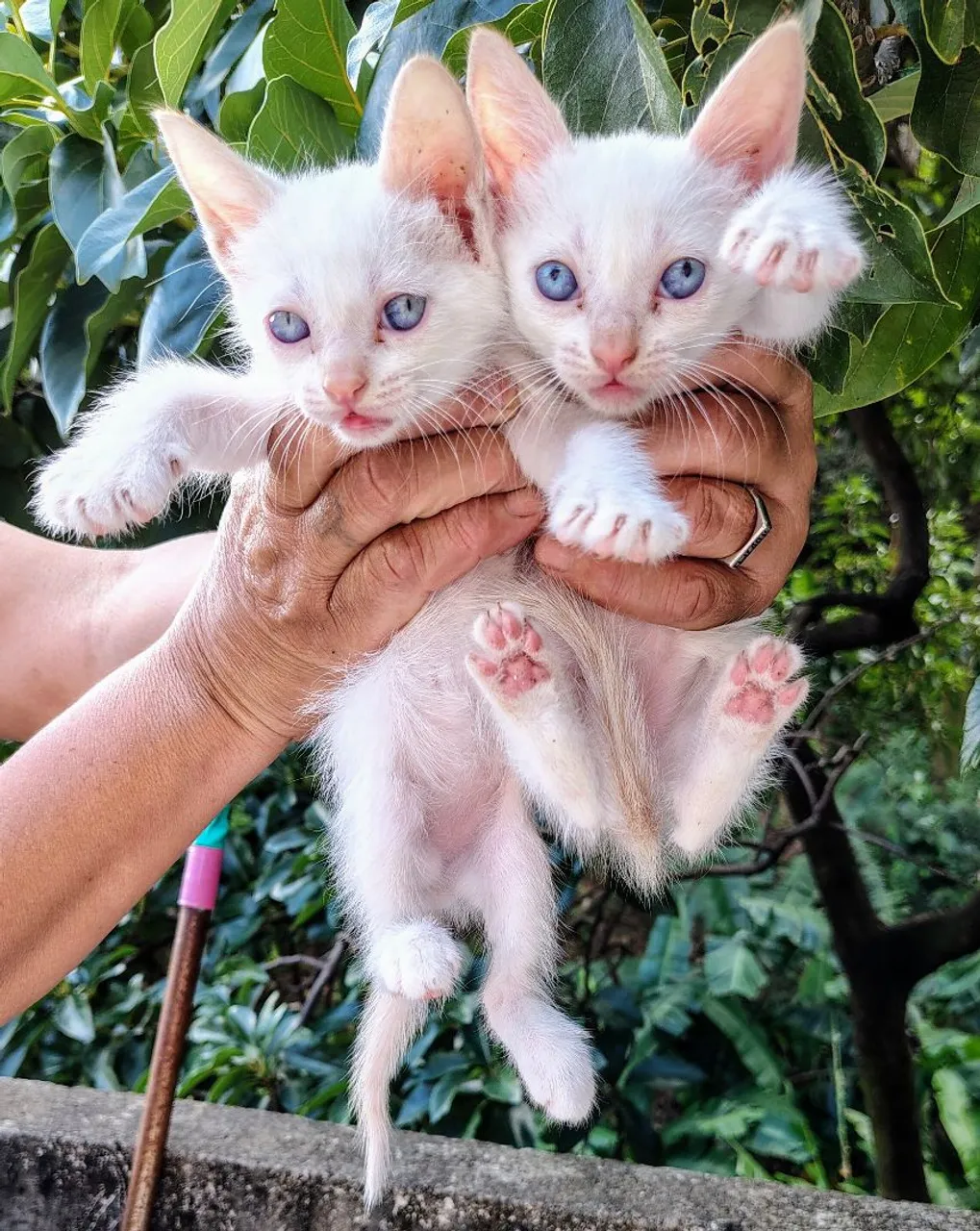 Gatinho Siamês Red Point Macho