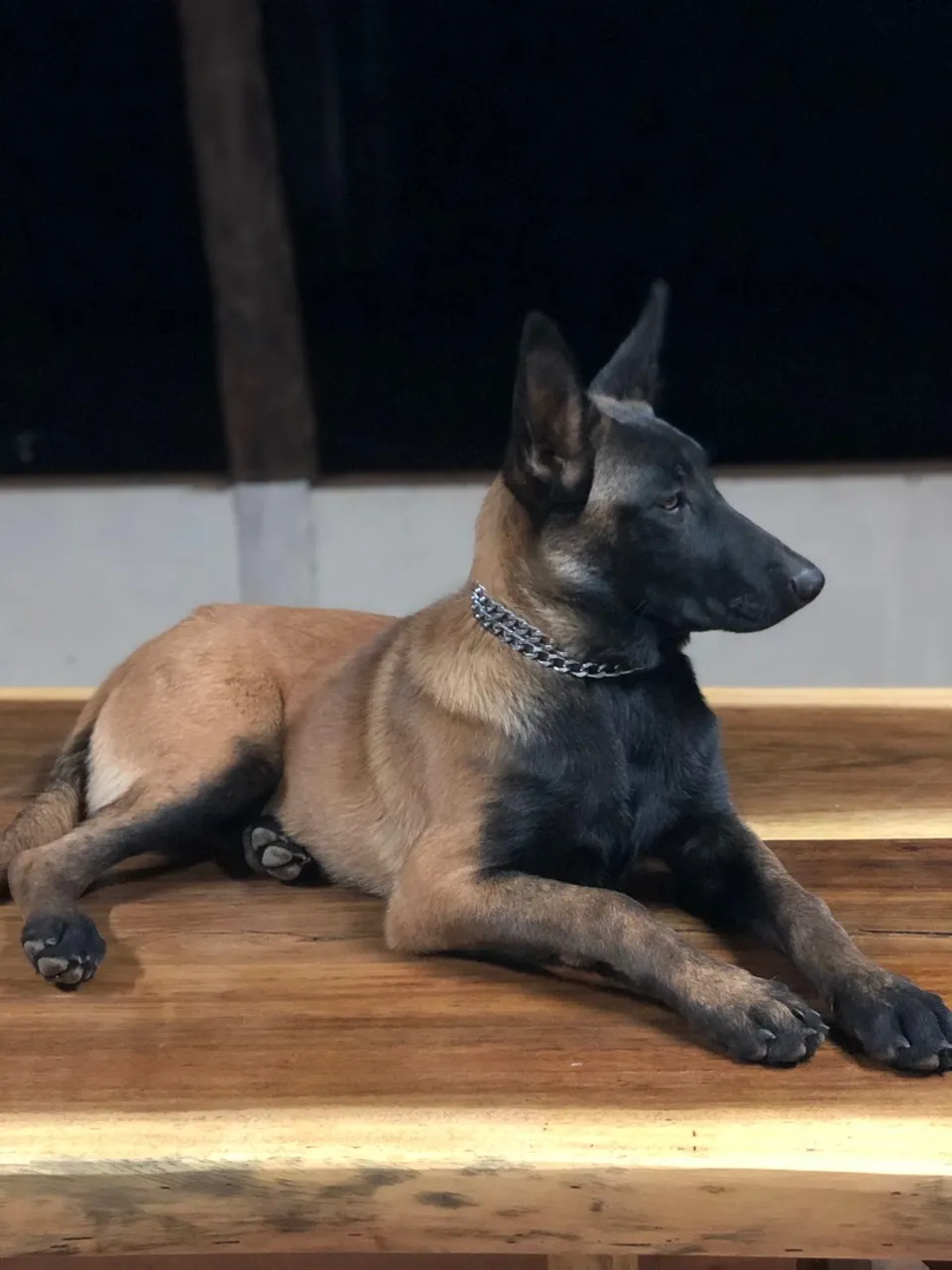 Belo Pastor Belga Malinois para venda