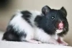 Hamster sírio pandinha