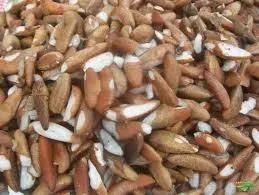 3kg Amêndoas Castanha de Coco Babaçu Natural - Foto 3