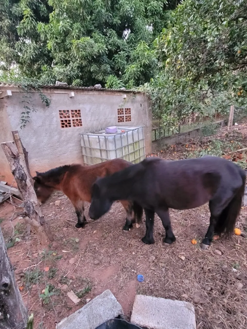 Pôneis à venda - mãe e filha