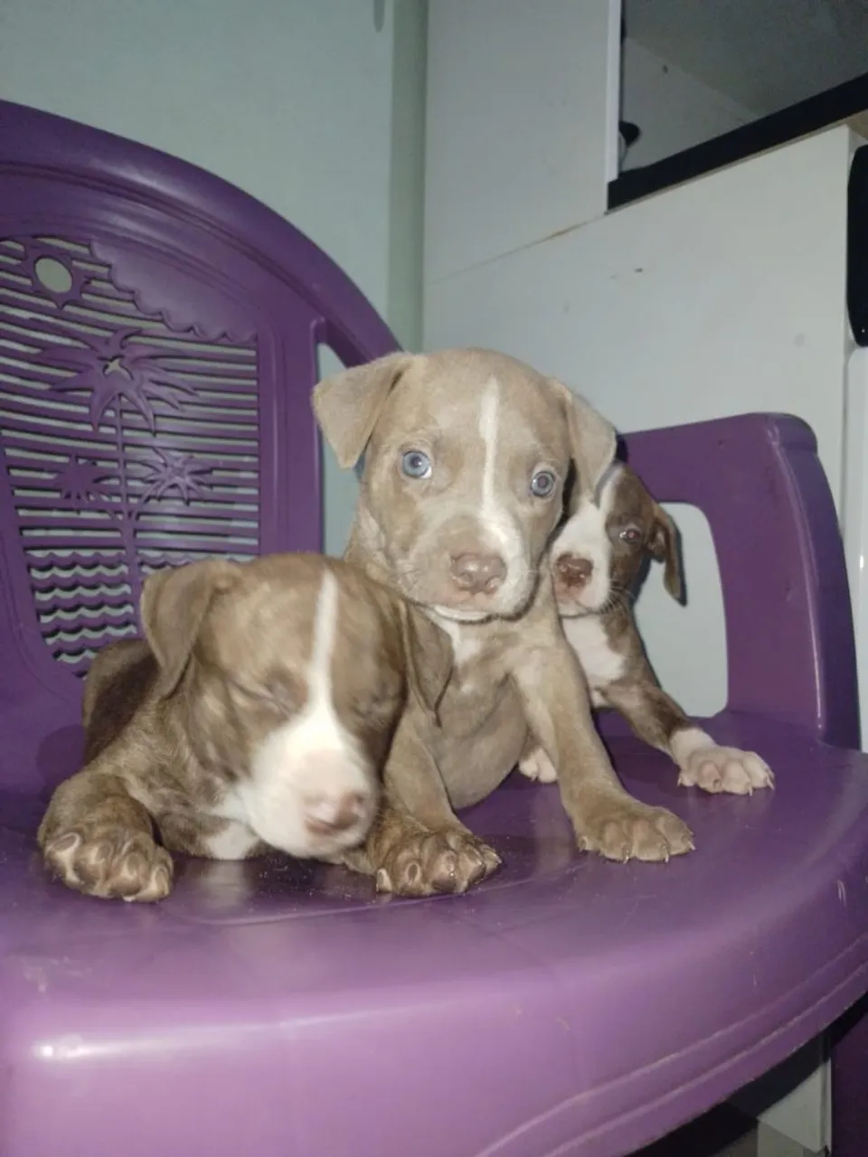 Filhotes de Pitbull 