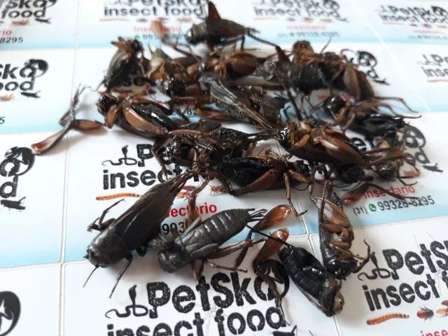 grilo preto64961617444098124