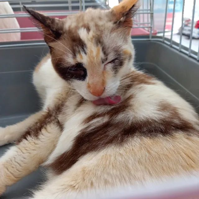 Gata arlequina castrada - Foto 3