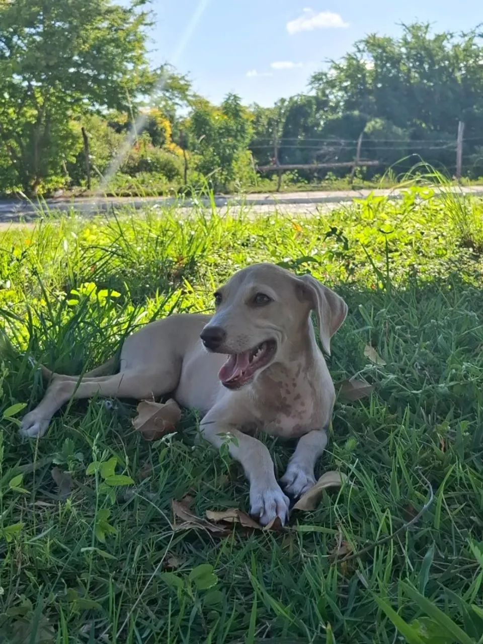 Linda filhote 3 meses, adoção responsavel.
