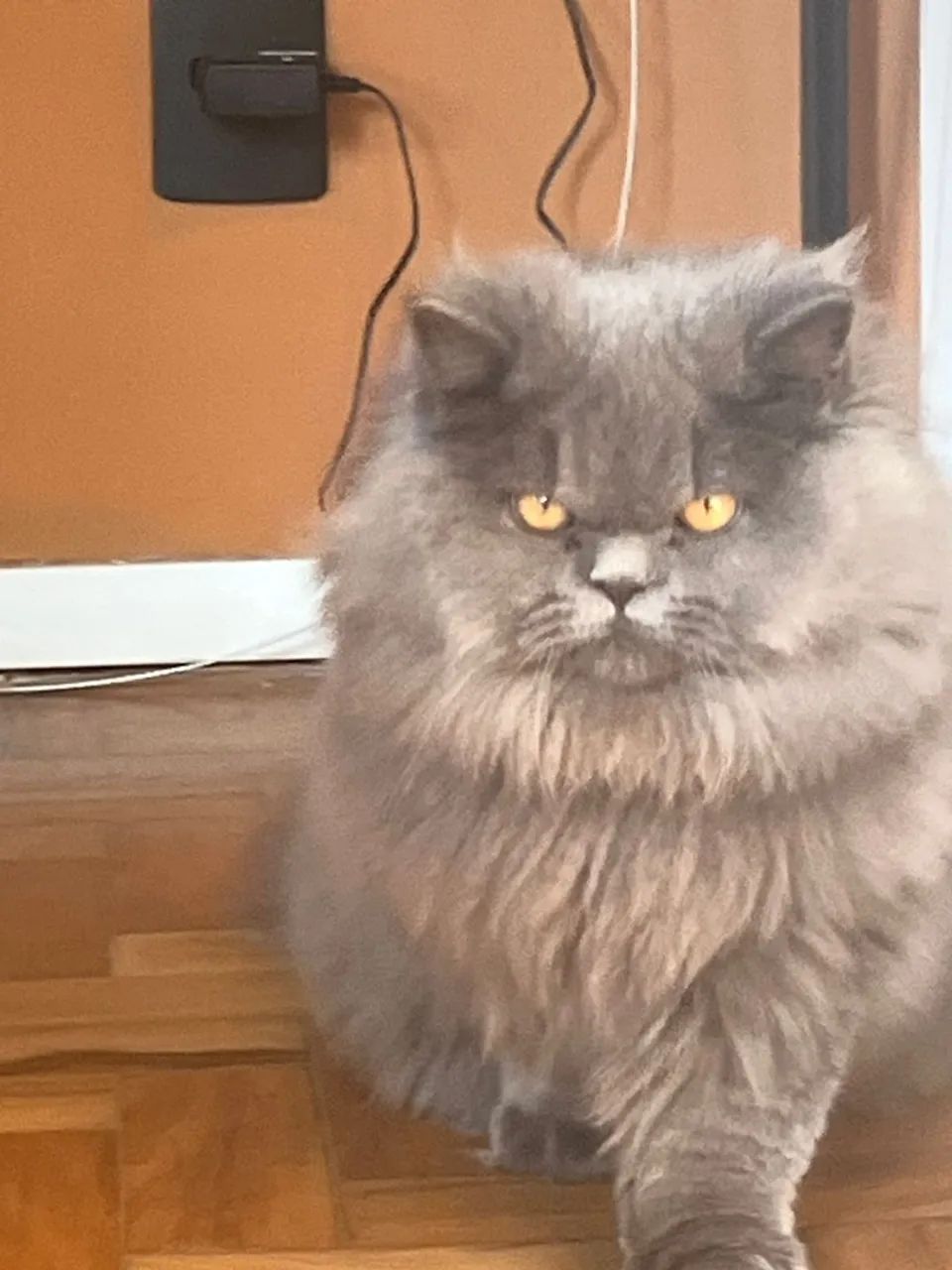 Gato Persa Cinza Procura Namorada Persa para Cruzar! - Foto 5