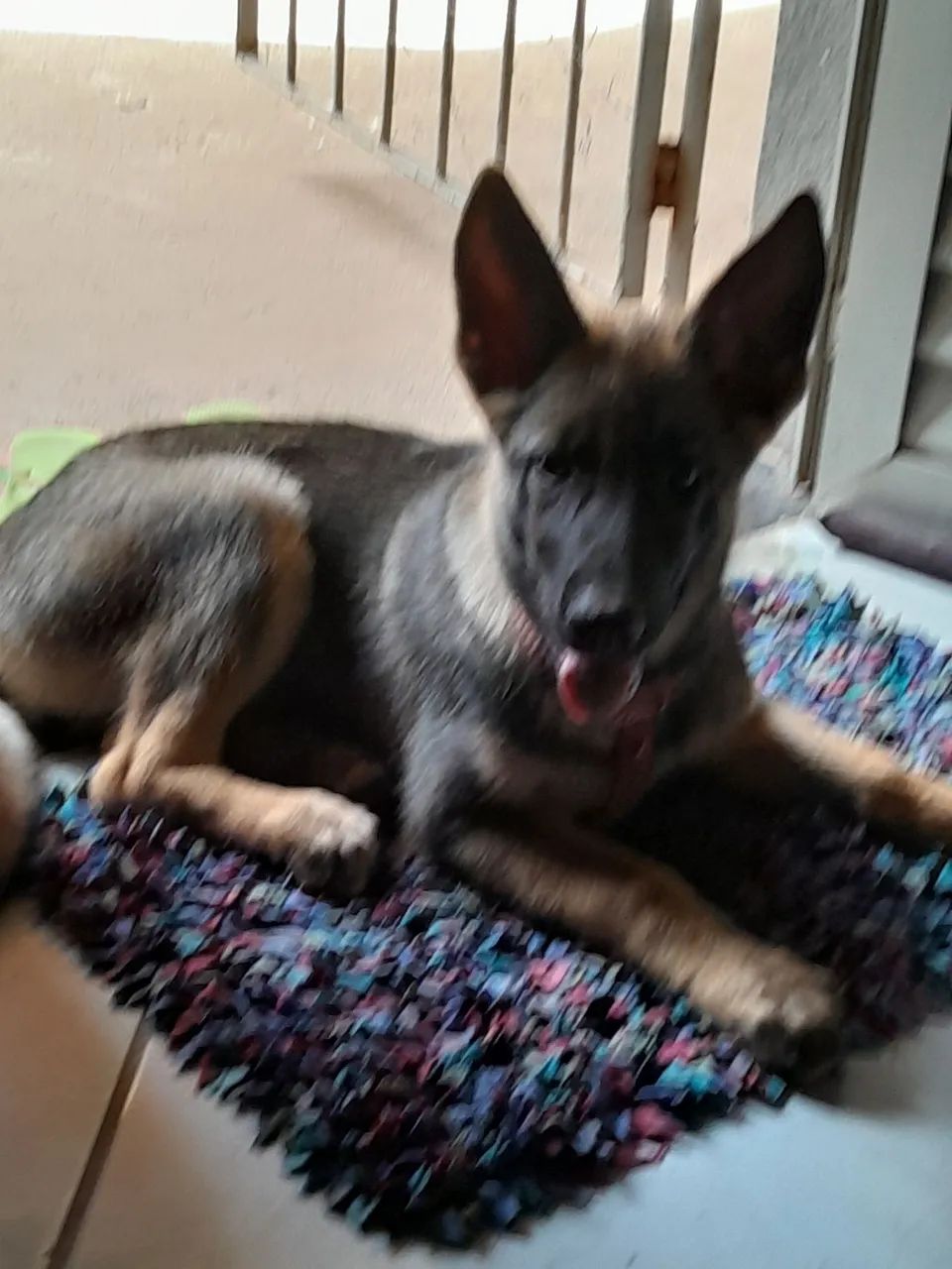 Filhote de Pastor Alemão