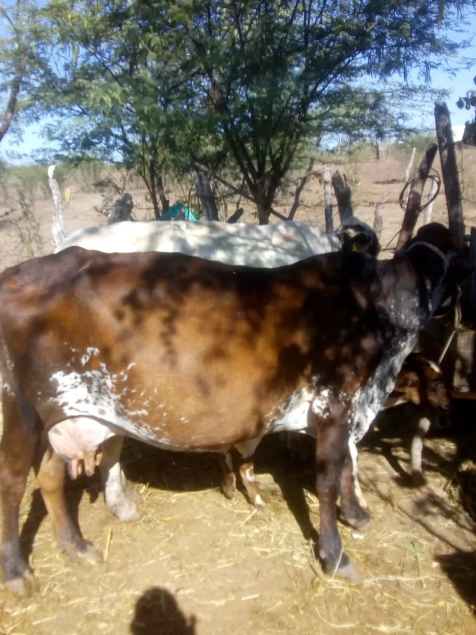 Vendo 2 vacas com 2 bezerras apartando 