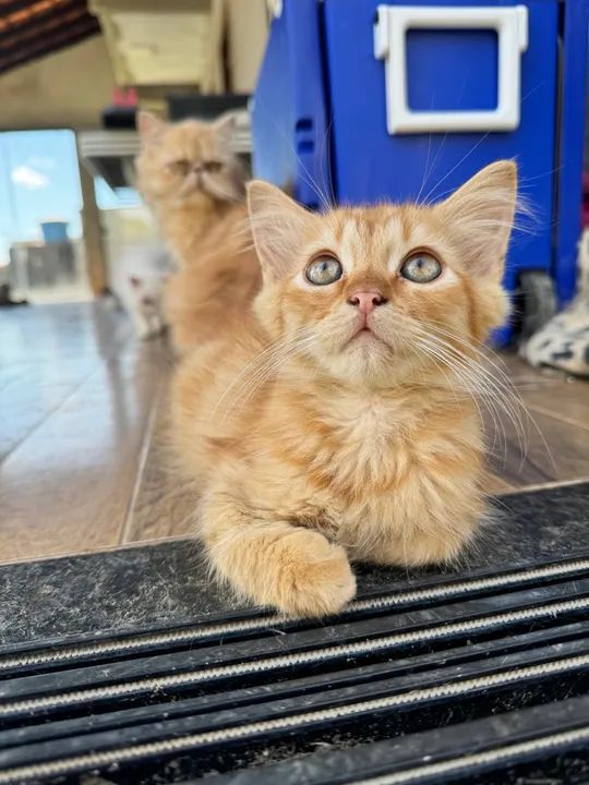 Filhotes Mestiços Persa